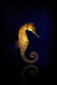 Seahorse wd19