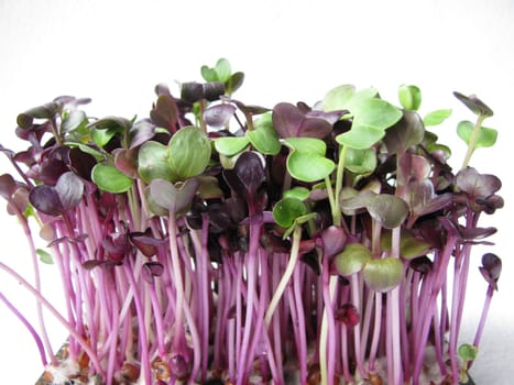 Red radish sprouts