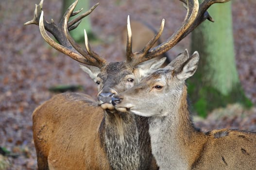Red deer - pair - Cervus elaphus