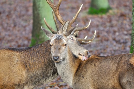 Red deer - pair - Cervus elaphus