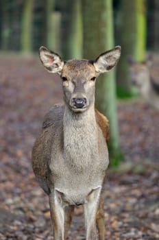 Red deer - Cervus elaphus