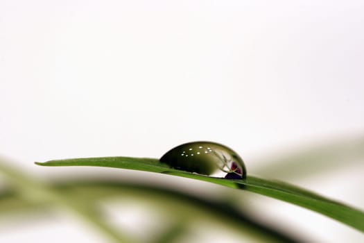 Drop