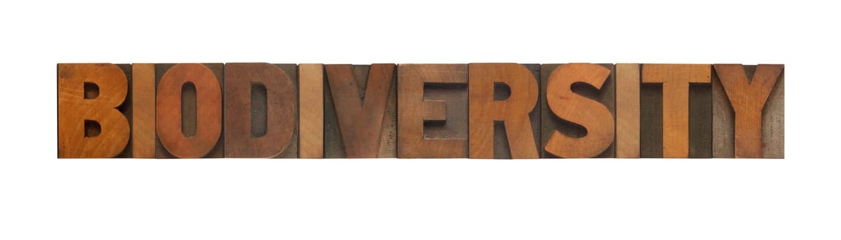 biodiversity in old wood type