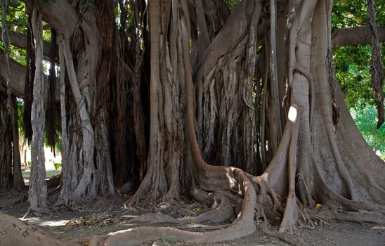 A very old rubber tree