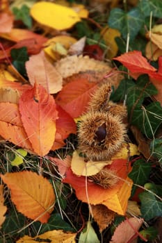Chestnuts