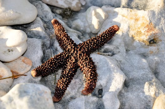 Seastar on stones