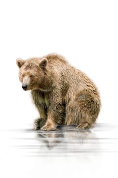 Brown Bear wd75