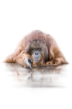 Orangutan wd74