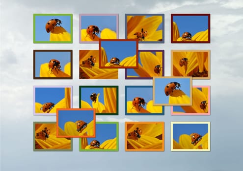 Ladybug Collage