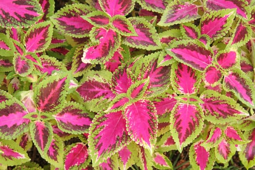 Coleus leaves
