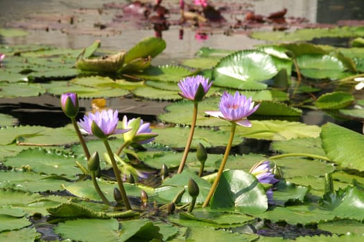 Water lilies in an Asian garden