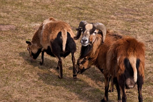 Farm animals