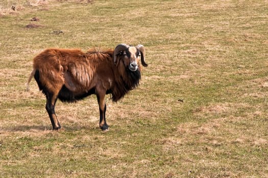 Farm Animals II