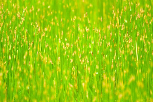 green plant