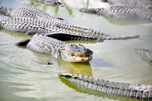 everglades alligator
