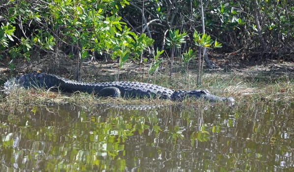 everglades alligator