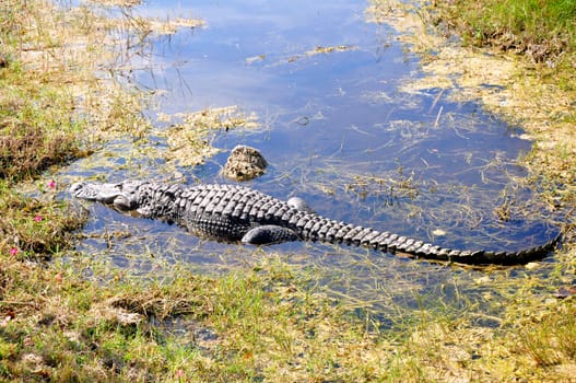 everglades alligator