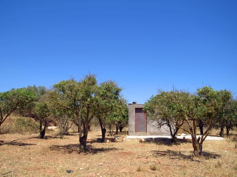 Olive trees in Portugal,Algarve