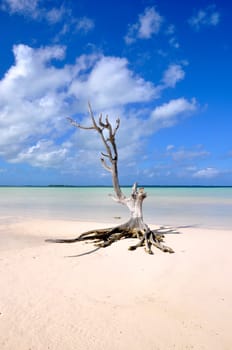 a single tree standing on Harbour Island / Bahamas