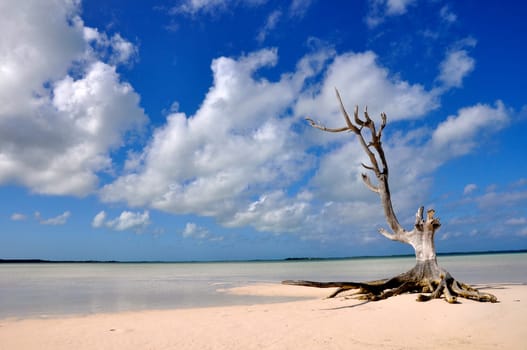 lonely tree