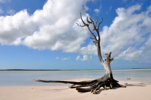 lonely tree