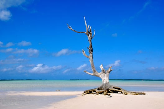 a single tree standing on Harbour Island / Bahamas