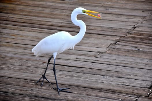 heron on wooden bridge