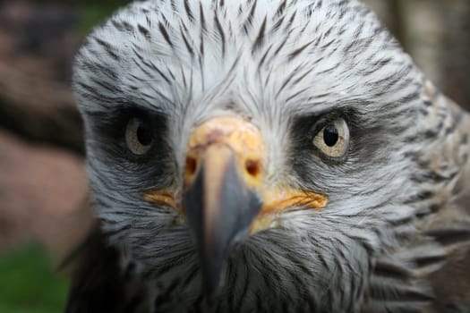 Black kite