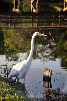 Herons fishing
