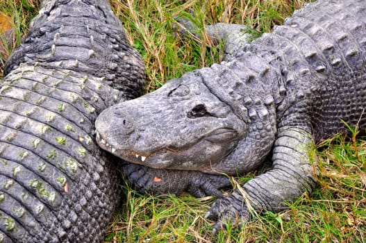 Alligators