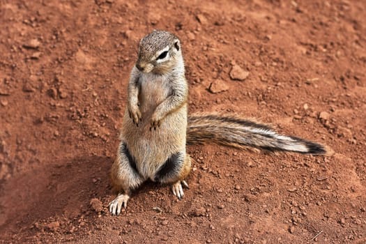Cape Bristle Squirrel