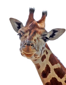 Friendly giraffe