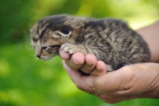 Hands of senior holding little kitten