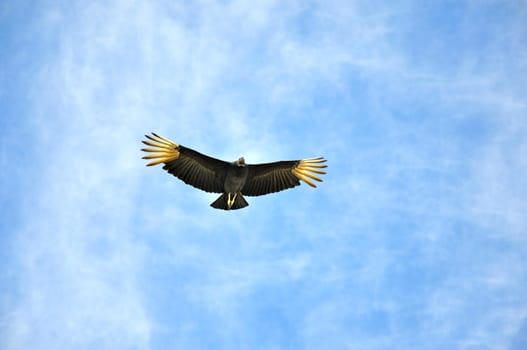 Vultures in the Everglades / Florida