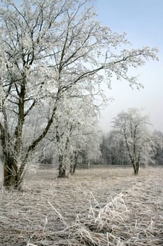 Ground frost