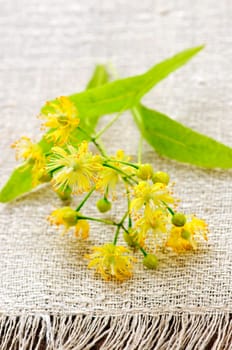 Linden flower