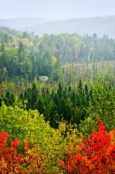 Fall forest rain storm