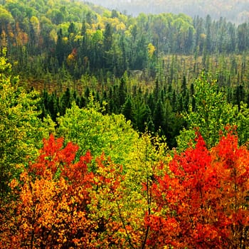 Fall forest rain storm