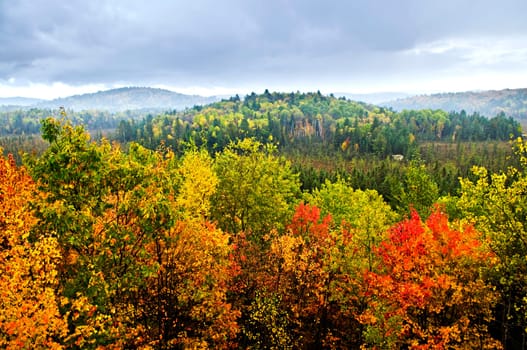 Fall forest