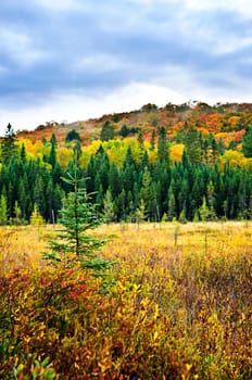 Fall forest