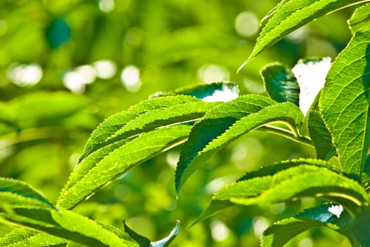 wild plant