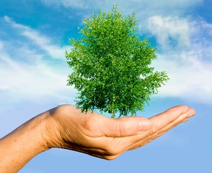 Hand holding tree