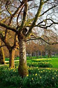 Daffodils in St. James Park