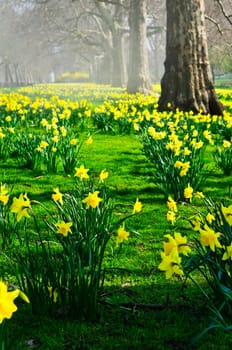 Daffodils in St. James Park