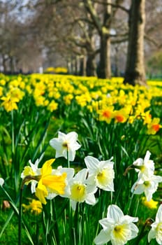 Daffodils in St. James Park