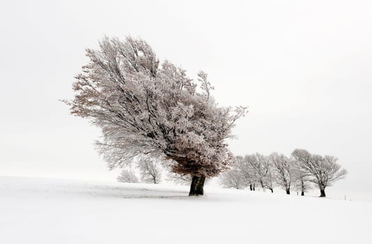 Winter Wonderland