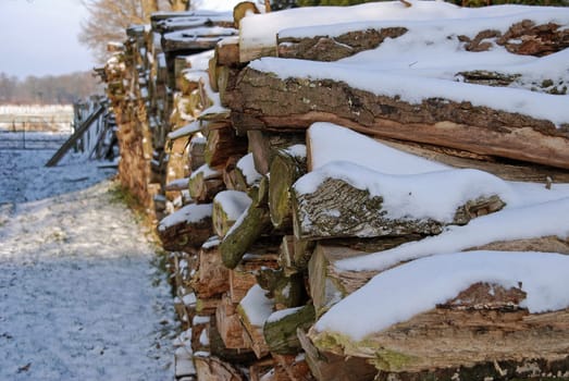 Wood