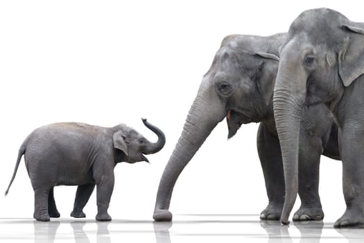 Elephant Family wd379