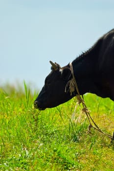 cows head