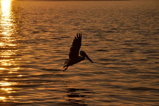pelican at sunset